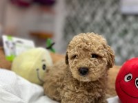 Toy Poodle Açık Renk Yavrular