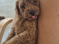 İzmir Güzel Poodle Yavrular