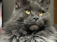 Sağlık Ve Irk Garantili Minik Maine Coon Devler