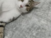 Çok akıllı evcil kedimiz