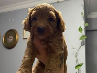 11 Haziran doğumlu 4 adet erkek toy poodle