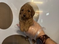 TOY POODLE SAFKAN YAVRULARIMIZ