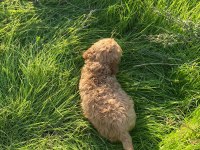 2 AYLIK TOY POODLE