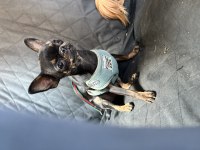 11 aylık dişi chihuahua