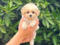 Çok tatlı maltipoo yavrumuz