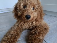 5 Aylık Dişi Poodle