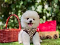 Safkan pomeranian bebeklerimiz