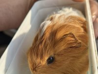 Ev Ortamında Bakılan Safkan Sheltie Bebek Kobay