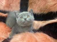 Scottish Fold ve British yavrularımız