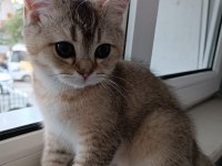SON KALAN GOLDEN YAVRU SCOTTİSH