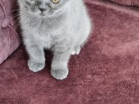 Sahiplendirme british shorthair