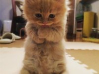 British longhair bebekler
