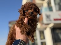 Yasal ruhsatlı çiftlikden toy poodle yavrularımız