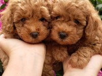 TOY POODLE YAVRULARI