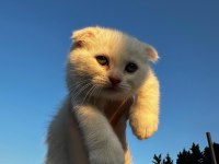 1.5 aylık erkek scottish fold