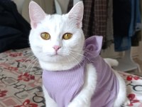Prenses kızıma dişi kedimize yuva