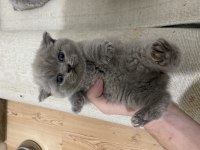Tatlı Surat Scottish Fold Yavrular