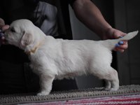 Golden Retriever Adrese Teslim Hizmetimiz Vardır