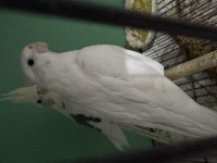 11 Aylık clear pied sultan papağanı