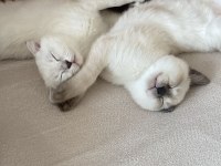 3 erkek british shorthair