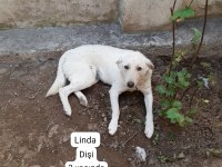 KÖPEKLERİMİZE BERABER YAŞAYACAK AİLE ARIYORUZ