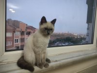 4 Aylık British Blue Point Dişi Antakya