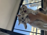 British shorthair yavrularıma yuva arıyorum
