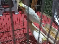Hazır takım sultan papağanı
