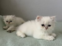 British longhair mavi göz bebekler