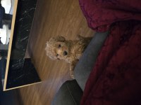 Kore kan poodle