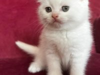 Scottish straight shorthair