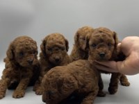 Birbirinden güzel red brown toy poodle yavruları