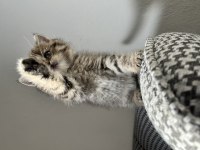 Özel renk british shorthair kediler