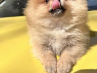 Kendi Pomeranian Yavrularım