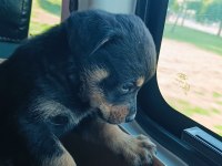 2 Aylık Erkek Rottweiler