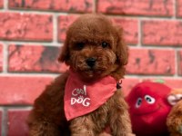 POODLE YAVRULAR