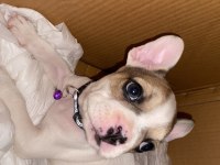 45 Günlük Yavru French Bulldog