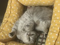 Yuvarlak kafam scottish fold