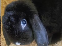 Mavi Gözlü Dişi Mini Lop Tavşanı