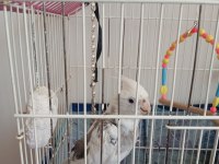 Konuşabilen oyun oynamayı seven sultan papağanı