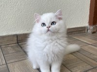 Asil yakışıklı british longhair oğlumuz