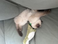 British Longhair Blue Point 3 Aylık Erkek