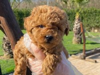 Akıllı Ve Tüy Dökmeyen Karakteriyle Poodle Yavrusu