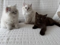Muhteşem güzellik bebek kediler