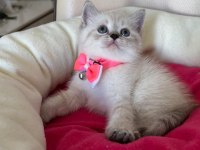 British Shorthair Dişi Yavrumuza Yuva Uyguna