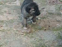 Orijinal kangal eniklerimiz yeni sahiplerini arıyor