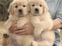 Golden Retriever Yavrular Canlı Görerek Alabilirsiniz