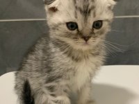 Anne Altından Silver Scottish Fold Yavrumuz
