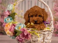 RUHSATLI KÖPEK ÇİFTLİĞİNDEN TOYPOODLE YAVRULARIMIZ 
