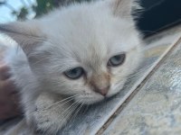 Kuru mama ve tuvalet eğitimli british shorthair